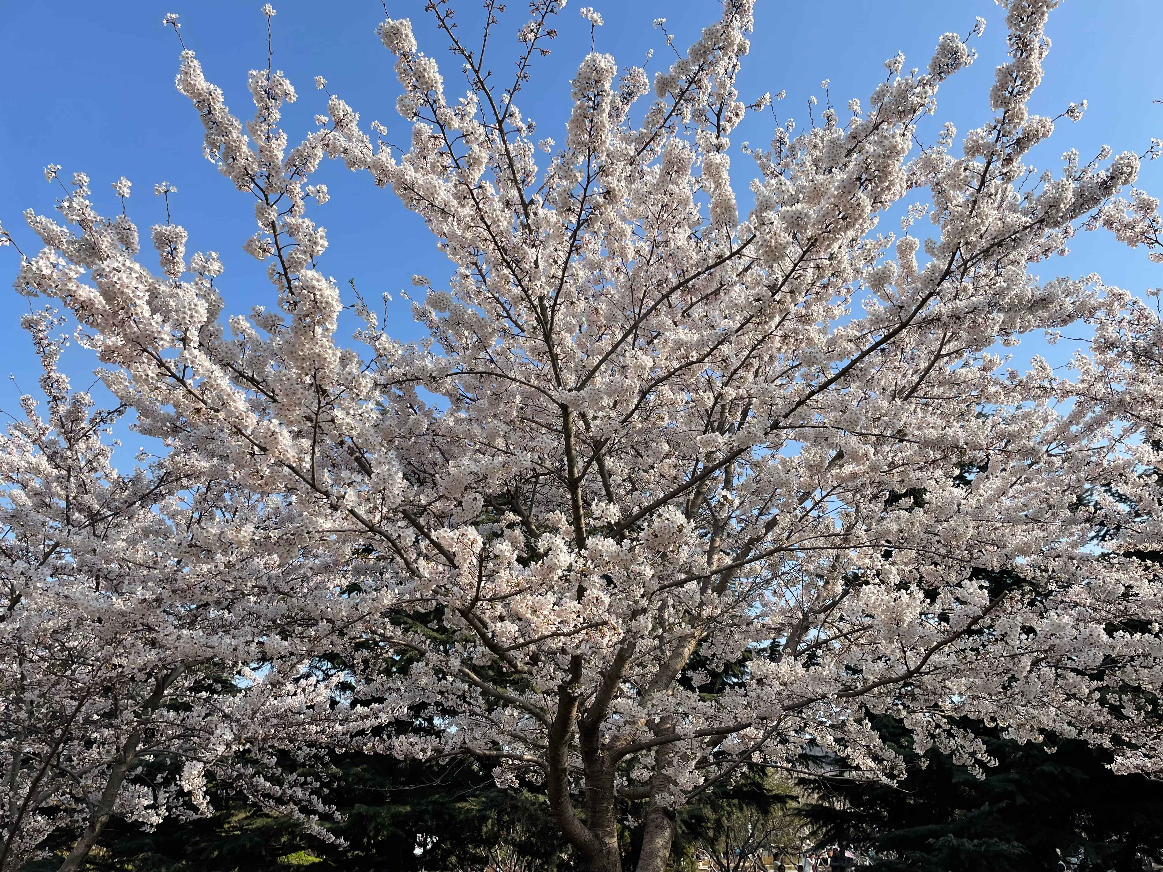 又是一年春來到