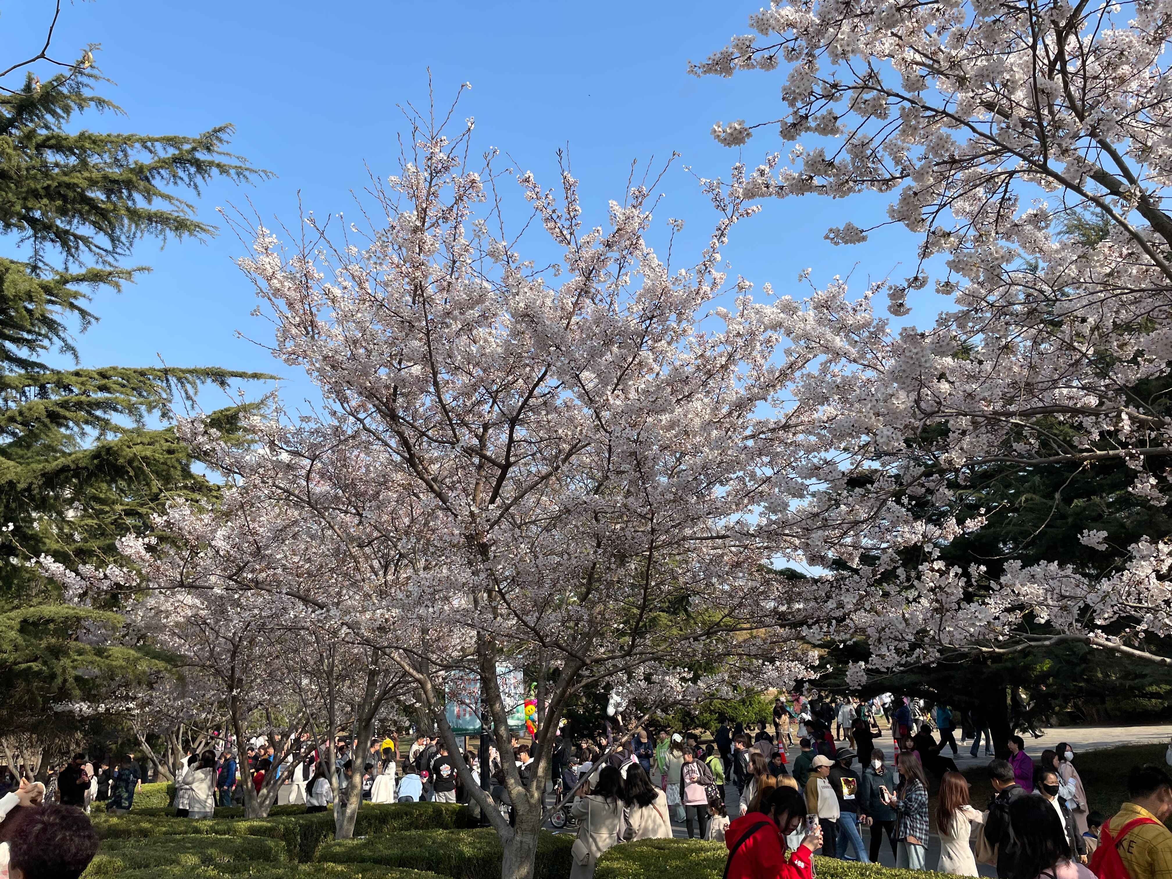 又是一年春來到