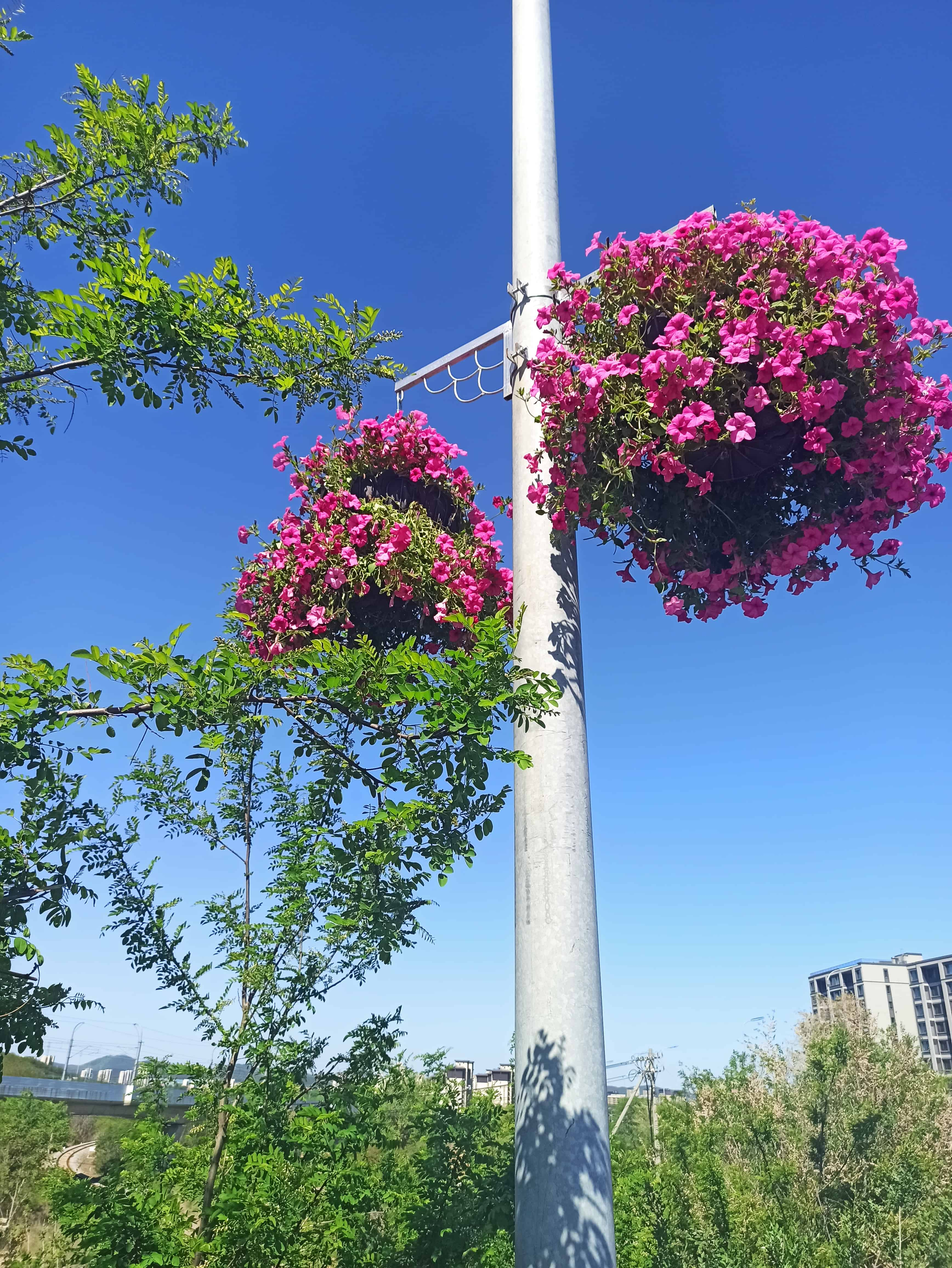 道路旁路燈杆上懸掛的裝飾花籃